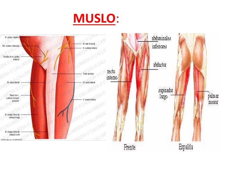 4 partes del cuadriceps